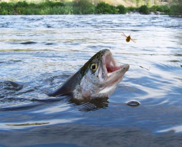 Pesca de la trucha