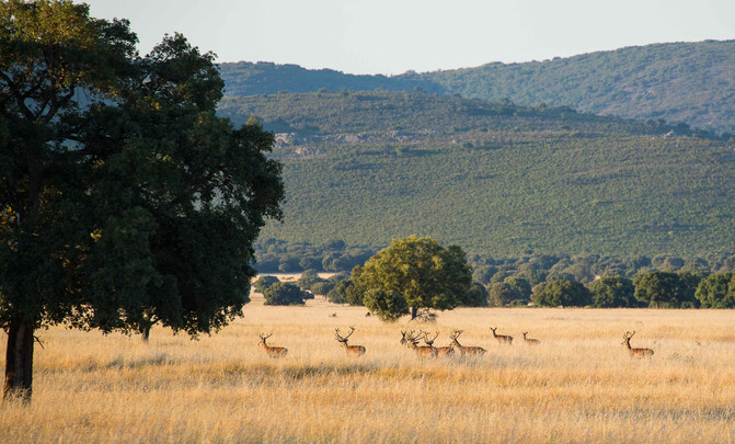 PARQUE NACIONAL DE CABAÑEROS