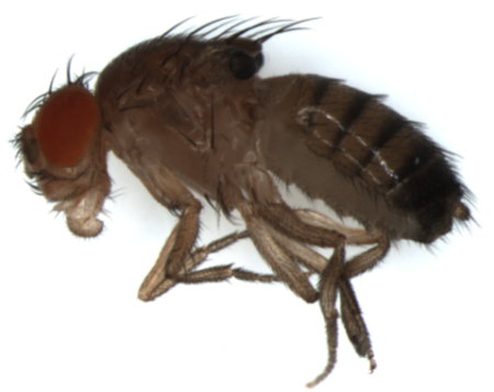 Drosophila sin alas. La eliminación de la histona H1 en el ala causa la muerte celular y la ausencia de alas. Imagen: Jordi Bernués, IRB Barcelona