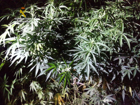 Plantas de Marihuana decomisadas por la Guardia Civil