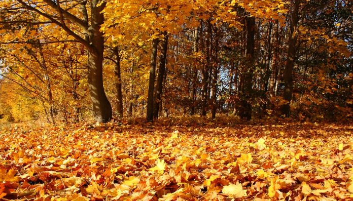 Por qué se caen las hojas de los árboles en otoño? | Noticias de LEON |  LEON7DIAS diario digital de noticias y actualidad de Leon
